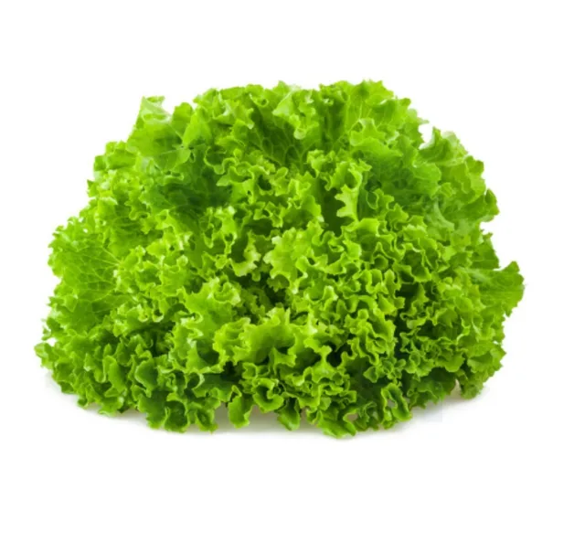 [00000275] Laitue frisée à la pièce - FILIERE M