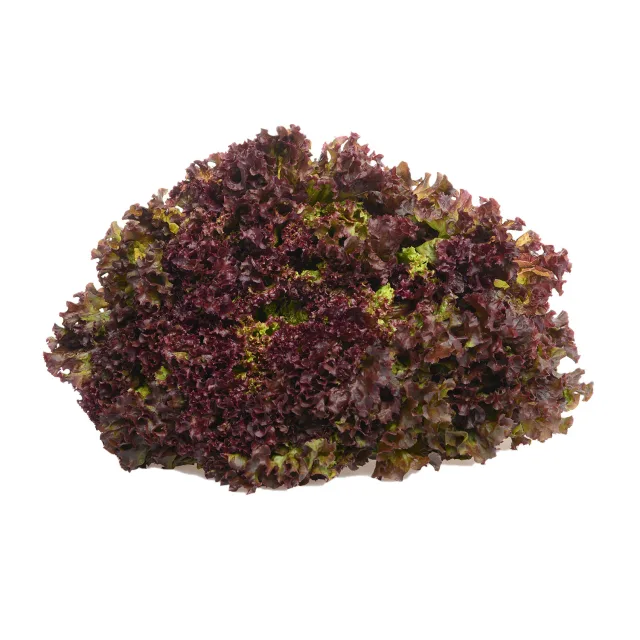 [00000276] laitue lolo rouge à la pièce - FILIERE M