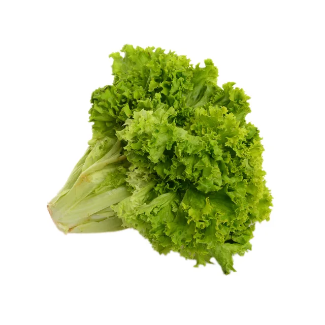 laitue lolo verte à la pièce - FILIERE M