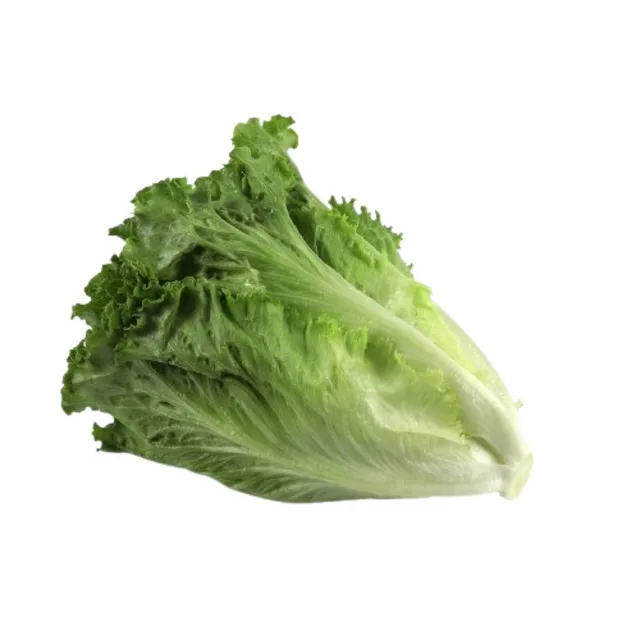 [00000278] Laitue romaine à la pièce -FILIERE M