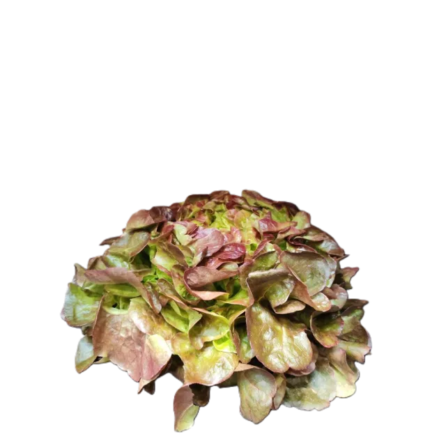 Laitue feuille de chêne rouge à la pièce - FILIERE M