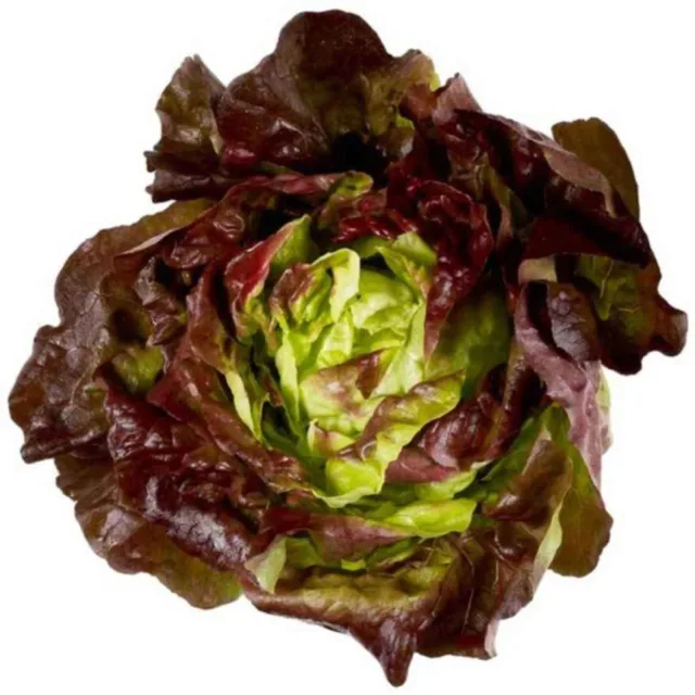 Laitue rouge, la pièce - FILIERE M